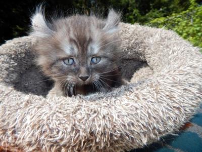 Spike - Munchkin - Gallery Photo #1