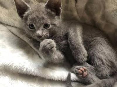 First Russian Blue Litter - Russian Blue - Gallery Photo #1