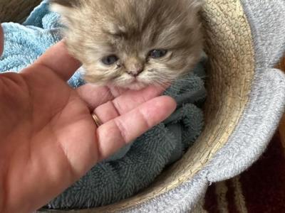 Golden Brown Tabby - Persian - Gallery Photo #1
