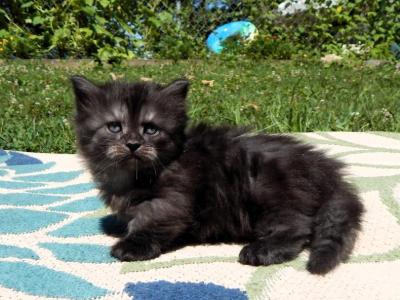 Ducky - Munchkin - Gallery Photo #1