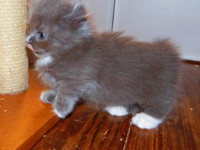 Littlefoot - Munchkin - Gallery Photo #1