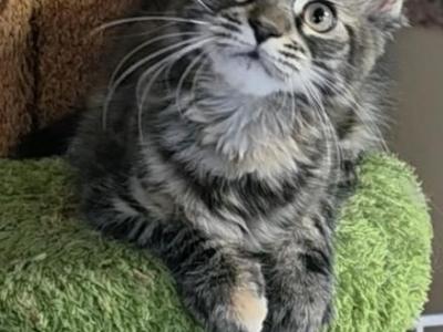 DD - Maine Coon - Gallery Photo #1