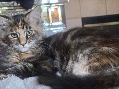 Embarrassment - Maine Coon - Gallery Photo #1