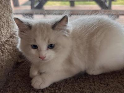 BLUE BROTHER - Ragdoll - Gallery Photo #1