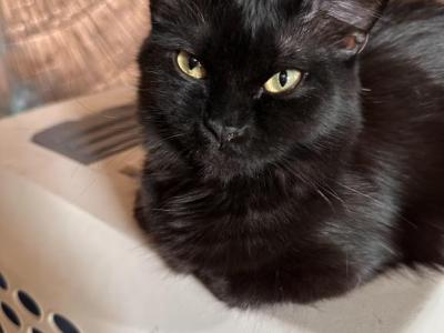 BLACK VELVET - Ragamuffin - Gallery Photo #1