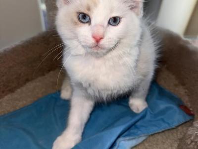 BLUE BOYFRIEND - Ragdoll - Gallery Photo #1
