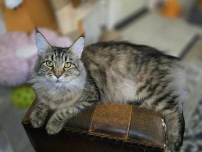 Apollo Bleu X Freyja - Maine Coon - Gallery Photo #1