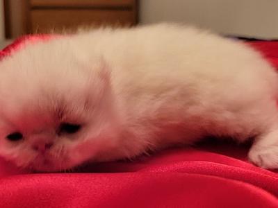 Exotic Shorthair - Exotic - Gallery Photo #1