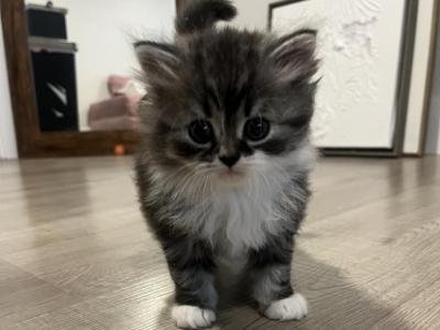 Dollface Persian - Persian - Gallery Photo #1