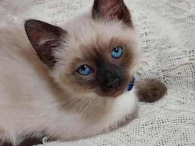 Sealpoint Siamese Kittens - Siamese - Gallery Photo #1