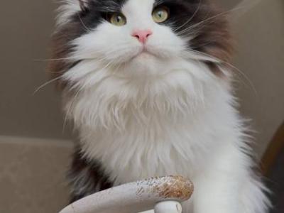 Ignis Nikira Light - Maine Coon - Gallery Photo #1