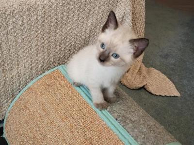Seal Points - Siamese - Gallery Photo #1