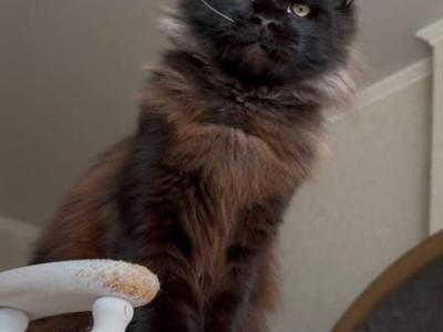 Hector Nikira Light - Maine Coon - Gallery Photo #1