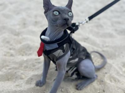Suede - Sphynx - Gallery Photo #1