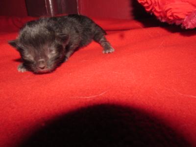 Kittens Deposit - Ragdoll - Gallery Photo #1