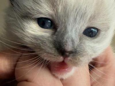 Kitty - Ragdoll - Gallery Photo #1