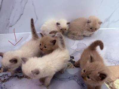 Fluffy - Ragdoll - Gallery Photo #1