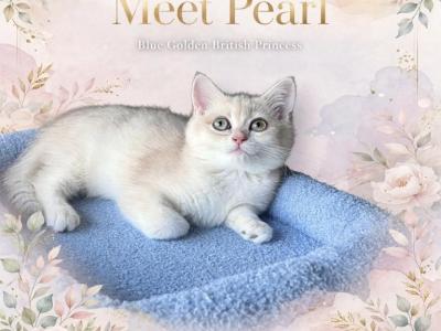 Pearl Blue Golden Shaded Girl - British Shorthair - Gallery Photo #1
