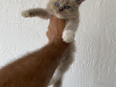 Must See - Ragdoll - Gallery Photo #1