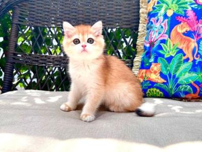 Tiffany Golden Ticked British Shorthair Girl - British Shorthair - Gallery Photo #1