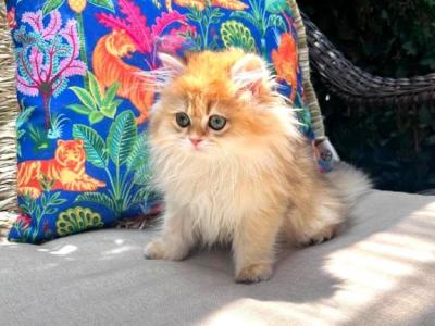 Chanel Golden British Longhair Girl - British Shorthair - Gallery Photo #1