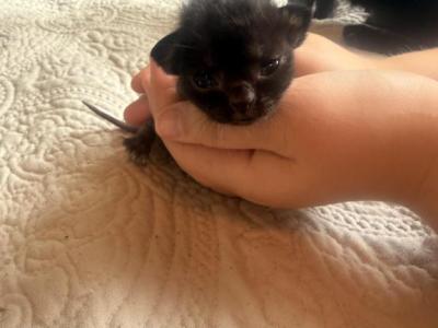 Roxy Burmese - Burmese - Gallery Photo #1
