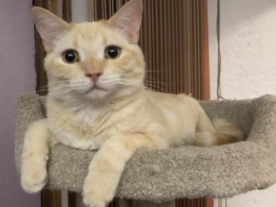 Curly - Bengal - Gallery Photo #1