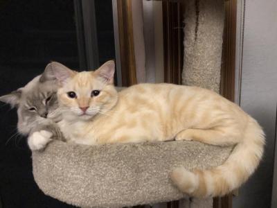 Curly - Bengal - Gallery Photo #1