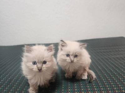 Fluff Ball - Domestic - Gallery Photo #1