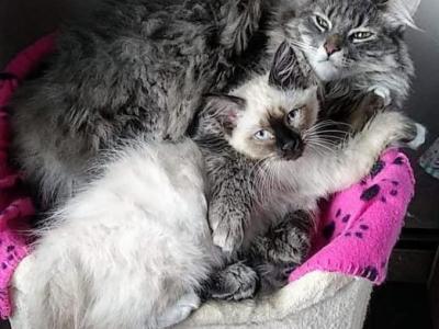 Toni - Maine Coon - Gallery Photo #1