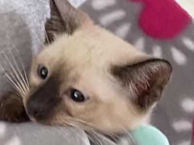 Nancy Claws - Siamese - Gallery Photo #1