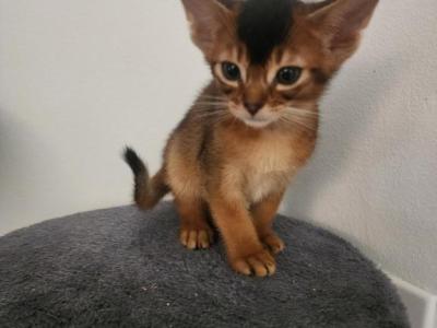 Bruno - Abyssinian - Gallery Photo #1