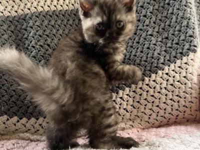 Charkie - Selkirk Rex - Gallery Photo #1