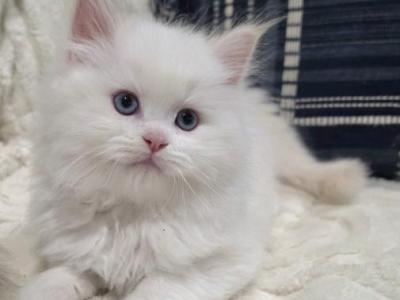 Annie's Litter - Ragdoll - Gallery Photo #1