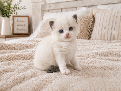 Princess - Ragdoll - Gallery Photo #1