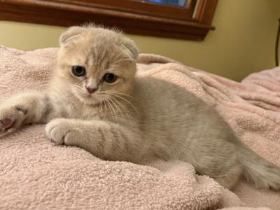 Mila - Scottish Fold - Gallery Photo #1