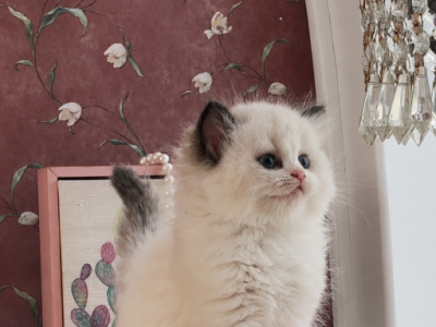 Honey - Ragdoll - Gallery Photo #1