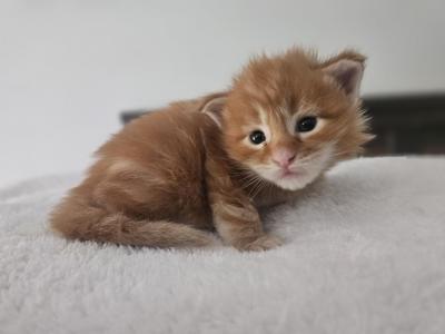 Junelitter - Maine Coon - Gallery Photo #1