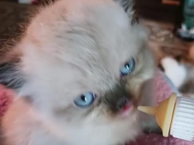 Mariah's Kittens - Himalayan - Gallery Photo #1