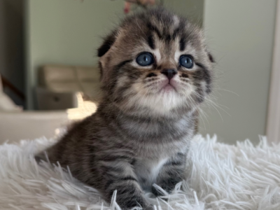 Uno - Scottish Fold - Gallery Photo #1