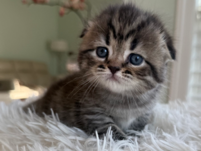 Uno - Scottish Fold - Gallery Photo #1