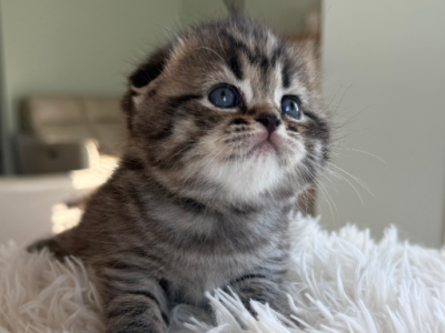 Uno - Scottish Fold - Gallery Photo #1
