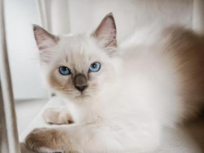 Annies Litter - Ragdoll - Gallery Photo #1