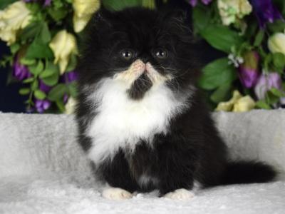 Moira - Persian - Gallery Photo #1