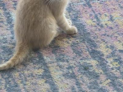 Alvin And The Chipmunks - Polydactyl - Gallery Photo #1