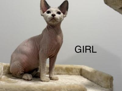 Sphynx Kittens - Sphynx - Gallery Photo #1