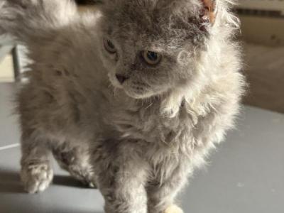 Gray Selkirk Kitten - Selkirk Rex - Gallery Photo #1