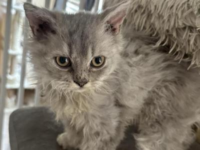 Light Gray Selkirk Kitten - Selkirk Rex - Gallery Photo #1