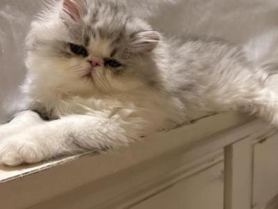 Nilo - Persian - Gallery Photo #1