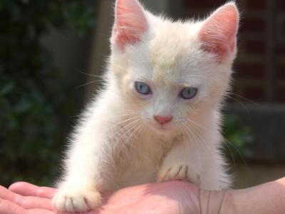 Buttons - Siamese - Gallery Photo #1